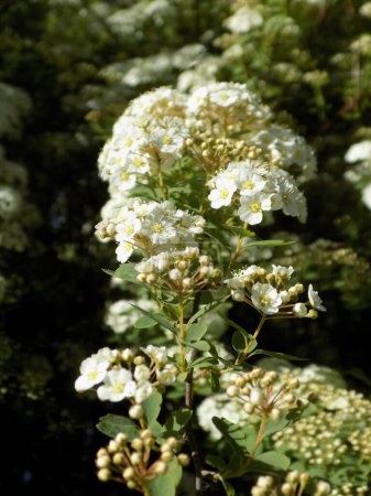 Spiraea Vanhouttei (lat. Spiraea vanhouttei) est un arbuste ornemental caduc de la famille des Rosacées..