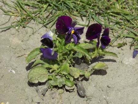 Tricolor violet, wild pansy (Viola tricolor L.)           