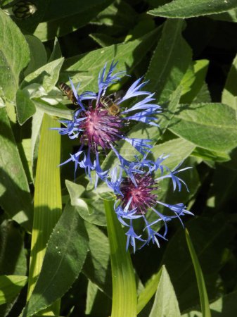 Mountain cornflower (lat. Centaurea montana) is a plant from the Asteraceae, or Asteraceae, family.         