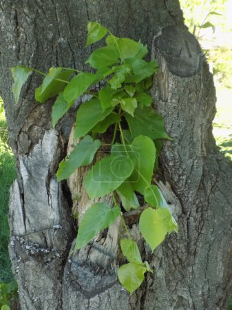 Linden (Tilia) sind eine Baumgattung aus der Familie der Malvengewächse.          