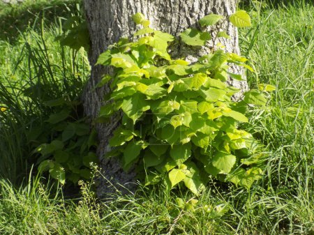 Linden (Tilia) is a genus of trees of the mallow family.          