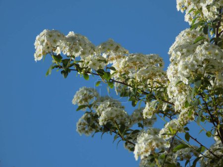 Spiraea Vanhouttei (lat. Spiraea vanhouttei) es un arbusto ornamental de hoja caduca de la familia Rosaceae..