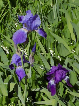 Hahn oder Schwertlilie (lateinisch Iris))