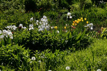 Roosters or irises and tulips