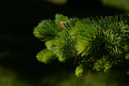 Spruce (Picea) is a genus of coniferous evergreen monoecious trees of the pine family.