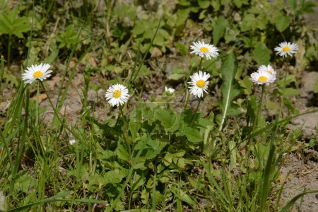 Chamomile or chamomile is a genus of annual, highly branched plants 