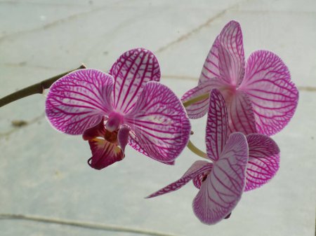 Zozuliantsev ou Orchidaceae (Orchidaceae) - la patrie des monocotylédons vivantes terrestres ou épiphytes (sous les tropiques) des plantes herbacées        