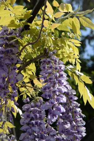  Chinese wisteria (Wisteria sinensis) is a type of flowering plant from the legume family