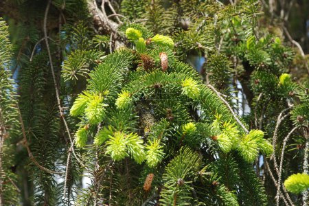 Spruce (Picea) is a genus of coniferous evergreen monoecious trees of the pine family.