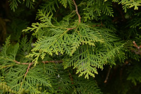 Thuja is a genus of evergreen coniferous trees and shrubs of the cypress family 