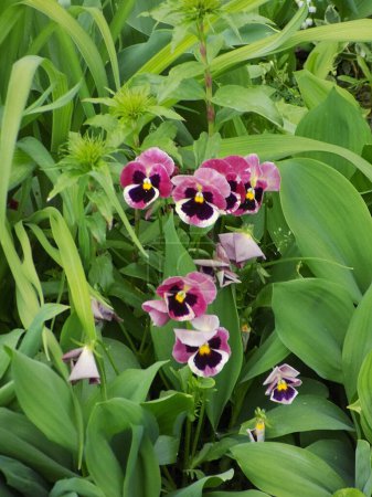 Tricolor violett, wildes Stiefmütterchen (Viola tricolor L.) 