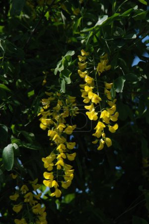 Golden rain or Laburnum (lat. Laburnum)