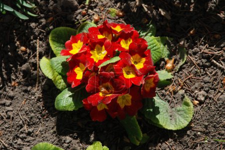 Primel (Primula vulgaris) ist eine Pflanze aus der Familie der Primelgewächse