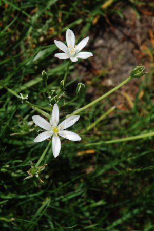 Ornithogalum umbellatum es una especie de planta herbácea perteneciente a la familia Asparagaceae..          