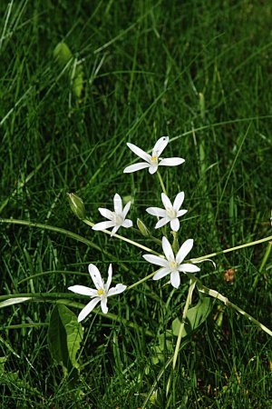 Ornithogalum umbellatum est une espèce de plantes herbacées de la famille des Asparagaceae..          