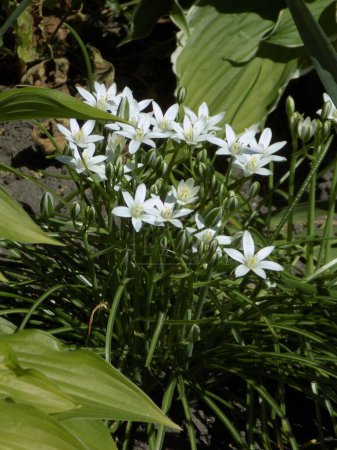 Ornithogalum umbellatum is a species of herbaceous plants of the genus Ornithogalum of the Asparagaceae family.          