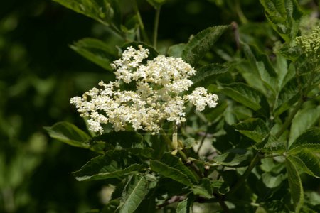 Schwarzer Holunder (Sambucus nigra L.; lokale Namen bozniak, holderberry, sambuk, baumlos)