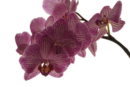 Zozuliantsev ou Orchidaceae (Orchidaceae) - la patrie des monocotylédons vivantes terrestres ou épiphytes (sous les tropiques) des plantes herbacées