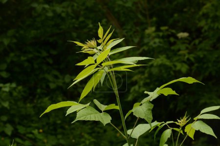 Eschenahorn (Acer negundo L.) ist eine Baumart aus der Familie der Ahorngewächse der Familie der Sapindaceae.
