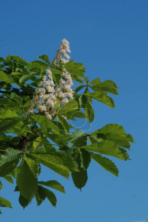 Chestnut (Castanea Tourn) is a genus of deciduous trees of the beech family.Chestnut blossoms