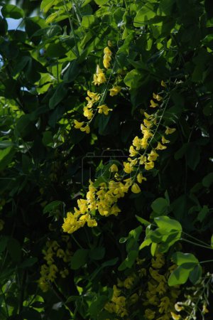 Golden rain or Laburnum (lat. Laburnum)