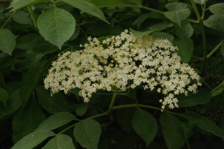 Schwarzer Holunder (Sambucus nigra L.; lokale Namen bozniak, holderberry, sambuk, baumlos)