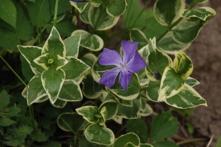 Periwinkle (lat. Vnca) is a genus of creeping subshrubs or perennial herbs of the Apocynaceae family.