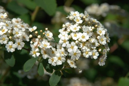 Spiraea Vanhouttei (lat. Spiraea vanhouttei) is a deciduous ornamental shrub of the Rosaceae family.