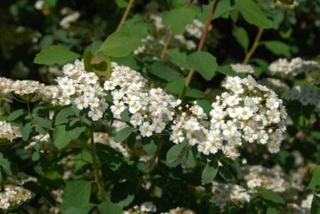 Spiraea Vanhouttei (lat. Spiraea vanhouttei) es un arbusto ornamental de hoja caduca de la familia Rosaceae..