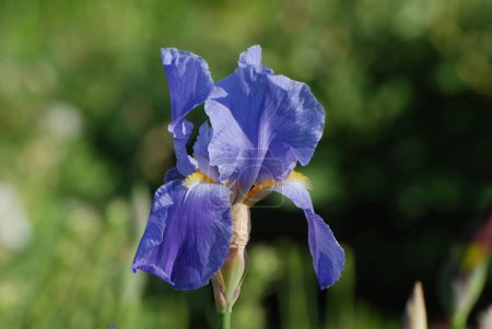 Roosters or irises (Latin Iris)