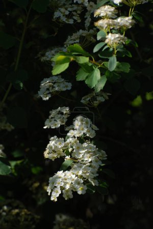 Spiraea Vanhouttei (lat. Spiraea vanhouttei) est un arbuste ornemental caduc de la famille des Rosacées..