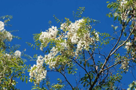 Acacia (Acacia) est un genre de plantes de la famille des légumineuses.