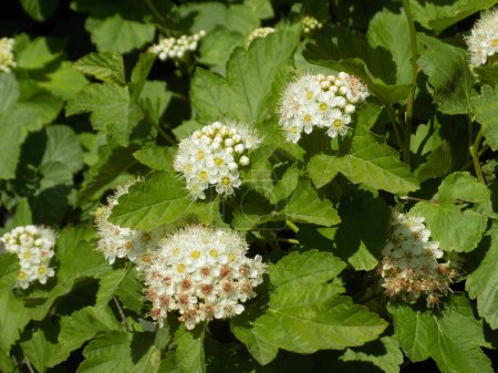 Viburnumblättriger Blasenkraut, auch Viburnumblättriger Physocarpus (lat. Physocarpus opulifolius).