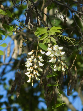 Acacia (Acacia) est un genre de plantes de la famille des légumineuses.
