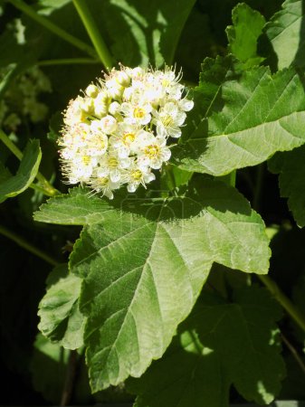 Vésicule à feuilles de viorne, également physocarpe à feuilles de viorne (lat. Physocarpus opulifolius).