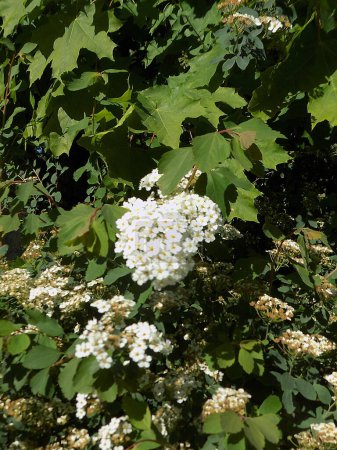 Spiraea Vanhouttei (lat. Spiraea vanhouttei) es un arbusto ornamental de hoja caduca de la familia Rosaceae..          