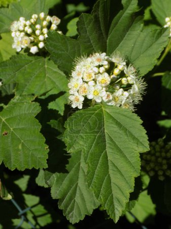 Vésicule à feuilles de viorne, également physocarpe à feuilles de viorne (lat. Physocarpus opulifolius).
