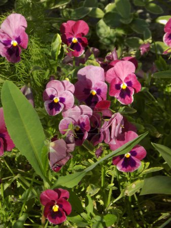  Tricolor violet, wild pansy (Viola tricolor L.)           