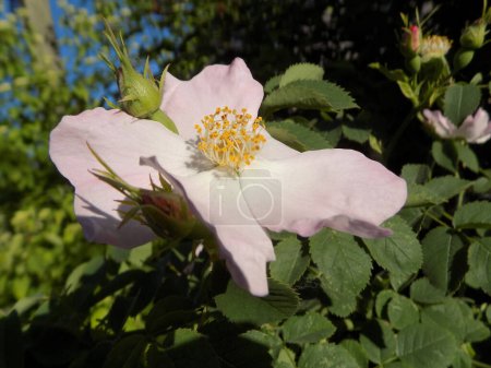 Common rosehip, or dog rose (Rosa canina L.)