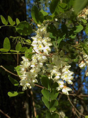 Acacia (Acacia) est un genre de plantes de la famille des légumineuses.          