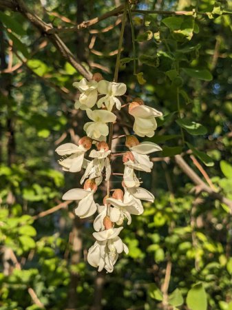  Acacia (Acacia) est un genre de plantes de la famille des légumineuses