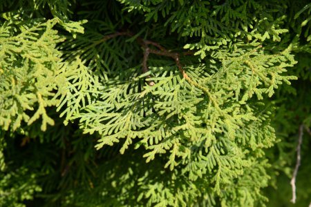 Thuja is a genus of evergreen coniferous trees and shrubs of the cypress family  