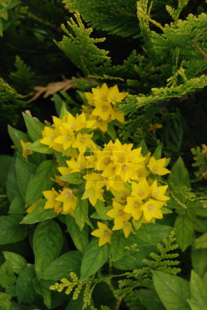 Loosestrife (lat. Lysimchia) is a genus of perennial, less often biennial or annual, herbaceous plants of the Myrsinoideae subfamily of the Primulaceae family