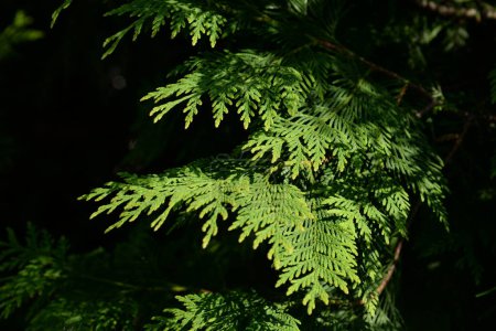 Thuja is a genus of evergreen coniferous trees and shrubs of the cypress family  