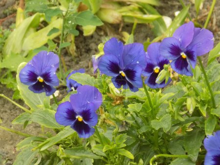 Tricolor violet, wild pansy (Viola tricolor L.)  