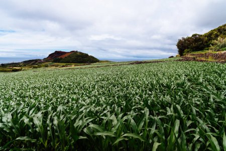 Foto de Plantación de maíz junto a un antiguo volcán en un paisaje rural tradicional en la isla de Terceira. Azores, Portugal. - Imagen libre de derechos