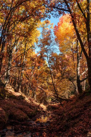 Foto de Hermosa mañana en el parque otoñal con castaños, robles y hayas. La Hiruela, Sierra del Rincón en Madrid - Imagen libre de derechos