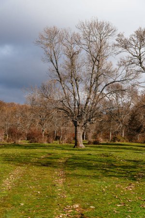 Foto de Hermosa mañana nublada en el parque otoñal con castaños, robles y hayas. Sierra del Rincón en Madrid - Imagen libre de derechos