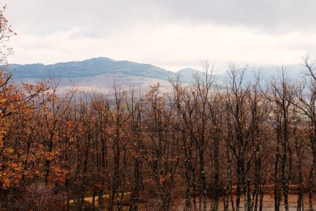 Foto de Hermosa mañana nublada en el parque otoñal con castaños, robles y hayas. Sierra del Rincón en Madrid - Imagen libre de derechos