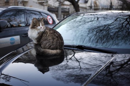 Téléchargez les photos : Le chat est assis sur la voiture - en image libre de droit